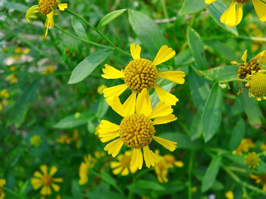 {Helenium autumnale}